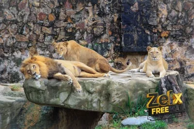 brown lion and lioness on rock
